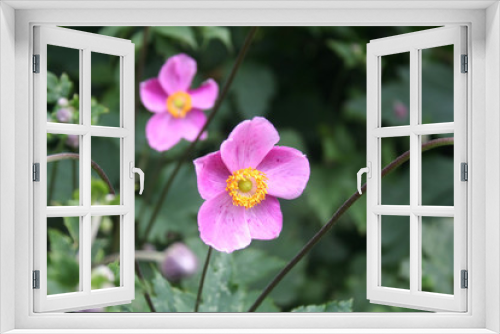 Fototapeta Naklejka Na Ścianę Okno 3D - Anemone giapponese rosa in giardino. Anemone japonica