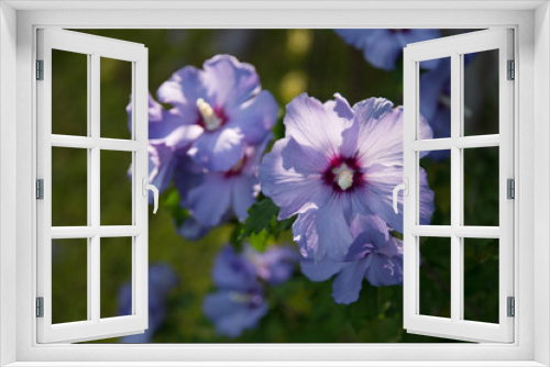 Fototapeta Naklejka Na Ścianę Okno 3D - Hibiscus vivace