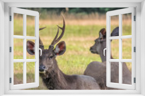 Fototapeta Naklejka Na Ścianę Okno 3D - deer in thr forest