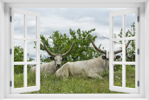 Fototapeta Naklejka Na Ścianę Okno 3D - Two white oxen with long horns lie on a meadow under the trees.