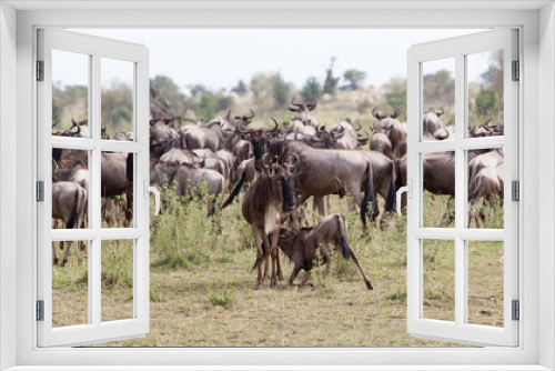 Fototapeta Naklejka Na Ścianę Okno 3D - Wildebeest (Connochaetes taurinus)