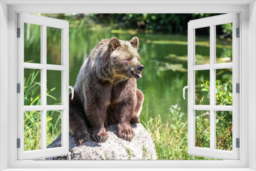 Fototapeta Naklejka Na Ścianę Okno 3D - Braunbär -  Ursus arctos