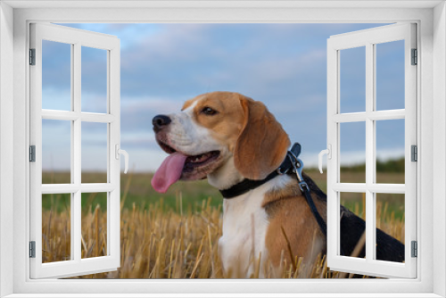 Fototapeta Naklejka Na Ścianę Okno 3D - Dog Beagle on a roll of hay at sunset