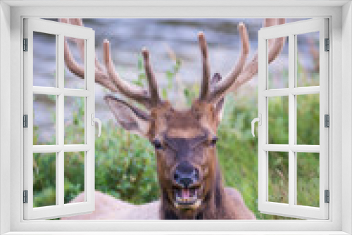 Fototapeta Naklejka Na Ścianę Okno 3D - Elk