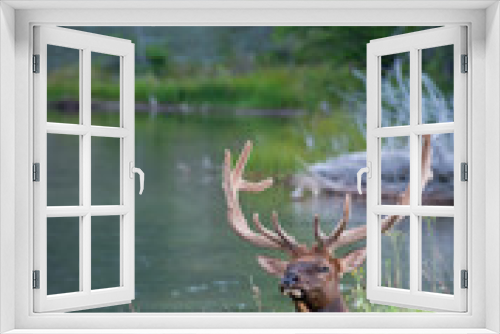 Fototapeta Naklejka Na Ścianę Okno 3D - Elk