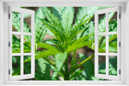 Fototapeta Naklejka Na Ścianę Okno 3D - marijuana plants, morocco