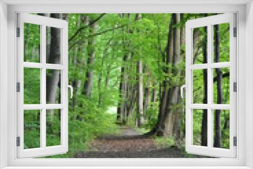 Fototapeta Naklejka Na Ścianę Okno 3D - Forest background. Forest road - soft selected focus
