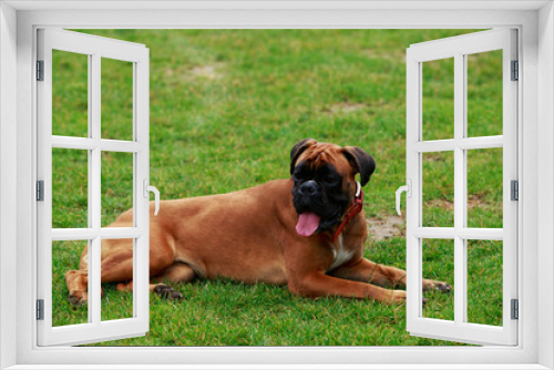 Fototapeta Naklejka Na Ścianę Okno 3D - Dog breed Boxer
