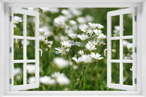 Fototapeta Naklejka Na Ścianę Okno 3D - Addersmeat (Stellaria Holostea) - soft selected focus. Beautiful summer background. White flowers on a green background.