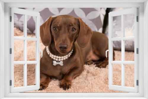 Fototapeta Naklejka Na Ścianę Okno 3D - Beautiful chocolate and tan miniature dachshund with sparkly collar on cream blanket and cushions behind