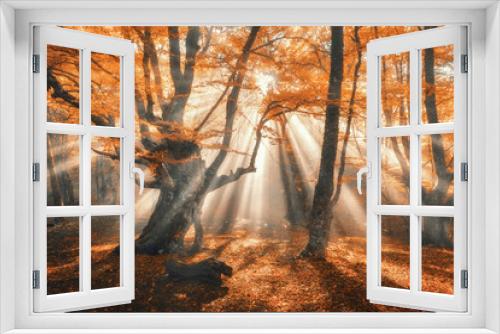 Fototapeta Naklejka Na Ścianę Okno 3D - Magical autumn forest with sun rays in the evening. Trees in fog. Colorful landscape with foggy forest, gold sunlight, orange foliage at sunset. Fairy forest in autumn. Fall woods.Enchanted tree