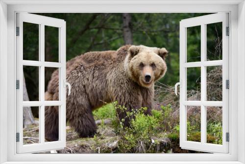 Fototapeta Naklejka Na Ścianę Okno 3D - Big brown bear in the forest