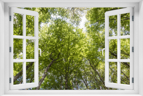 Fototapeta Naklejka Na Ścianę Okno 3D - A view of the beech tree crown.