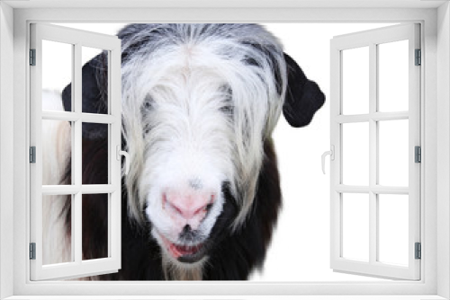 Fototapeta Naklejka Na Ścianę Okno 3D - Goat muzzle of black and white color
