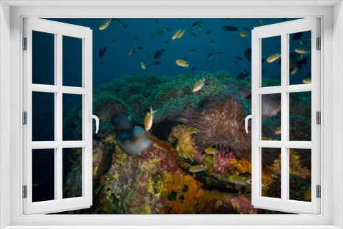 Fototapeta Naklejka Na Ścianę Okno 3D - Anemone
