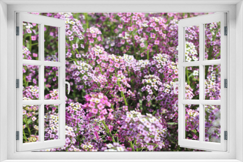 Fototapeta Naklejka Na Ścianę Okno 3D - Wonderful wild flowers