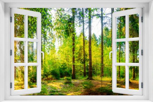 Fototapeta Naklejka Na Ścianę Okno 3D - Wonderful forest panorama with bright sun