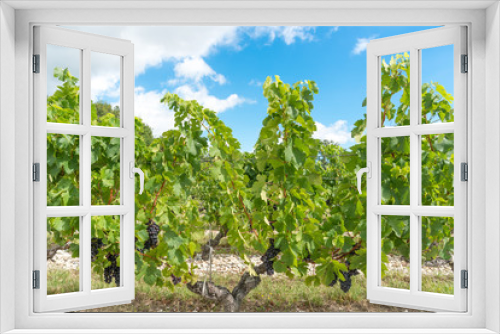 Fototapeta Naklejka Na Ścianę Okno 3D - Vignes et raisin du Médoc, près de Bordeaux (France)