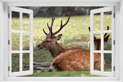 Fototapeta Naklejka Na Ścianę Okno 3D - 木陰で休む鹿