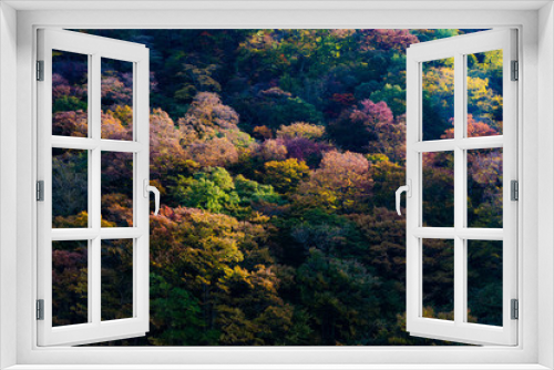 Fototapeta Naklejka Na Ścianę Okno 3D - colored mountain trees in autumn, Japan