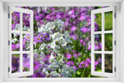 Fototapeta Naklejka Na Ścianę Okno 3D - Spring Primula malacoides Lollipop flowers