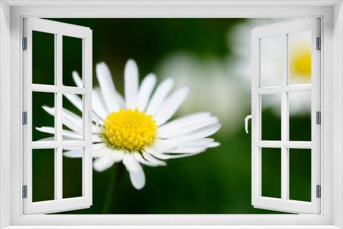 Fototapeta Naklejka Na Ścianę Okno 3D - Single daisy closeup