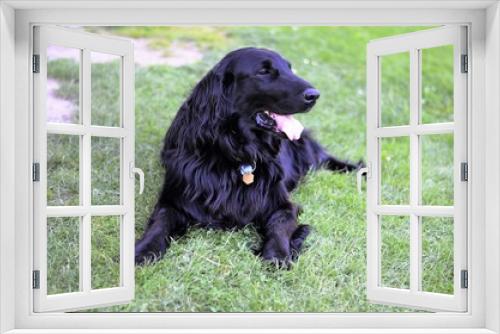 Fototapeta Naklejka Na Ścianę Okno 3D - flat coated retriever