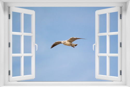 Fototapeta Naklejka Na Ścianę Okno 3D - A flying seagull on the sky