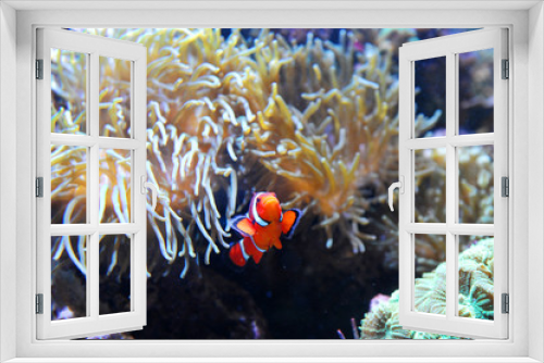 Fototapeta Naklejka Na Ścianę Okno 3D - red clown fish in the coral reef