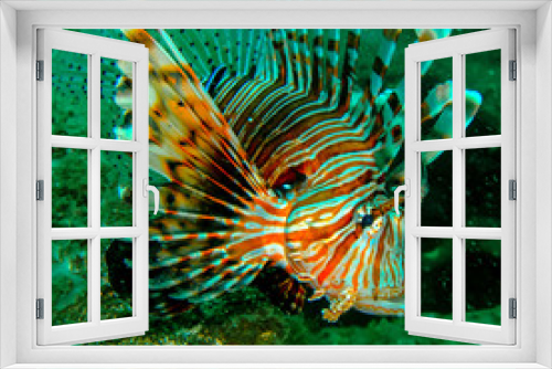 Fototapeta Naklejka Na Ścianę Okno 3D - Lion Fish