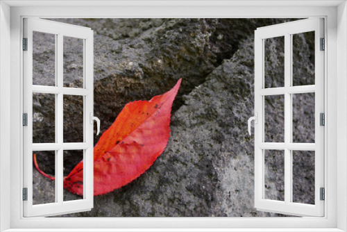 Fototapeta Naklejka Na Ścianę Okno 3D - 大きな岩と一枚の赤い葉