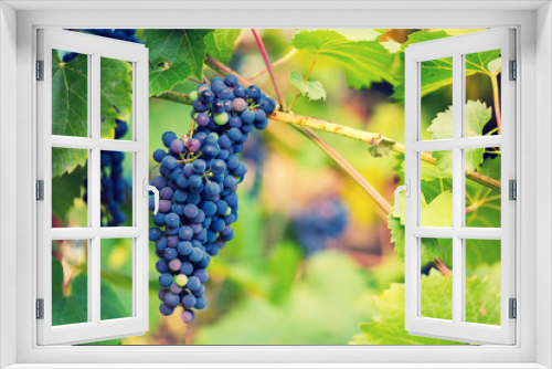 Fototapeta Naklejka Na Ścianę Okno 3D - Blue grape with green leaves on the vine in sunny day