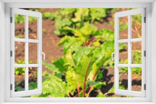 Fototapeta Naklejka Na Ścianę Okno 3D - Young beet plants growing in vegetable garden