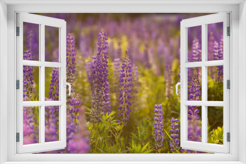 Fototapeta Naklejka Na Ścianę Okno 3D - Field of Lupinus, commonly known as lupin or lupine