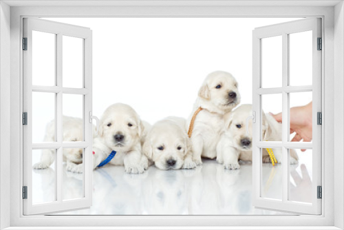 Fototapeta Naklejka Na Ścianę Okno 3D - Puppies 