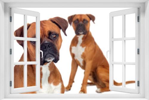 Fototapeta Naklejka Na Ścianę Okno 3D - Two beautiful boxer dogs