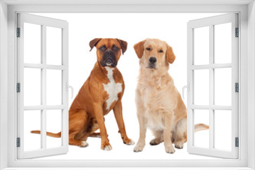 Fototapeta Naklejka Na Ścianę Okno 3D - Couple of adult dogs