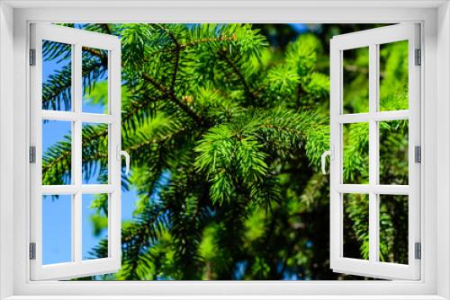 Fototapeta Naklejka Na Ścianę Okno 3D - Young fir tree needles