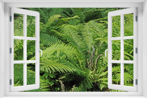 Fototapeta Naklejka Na Ścianę Okno 3D - Farne in lichtem Wald