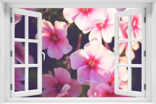 Fototapeta Naklejka Na Ścianę Okno 3D - vintage picture of pink little flowers an morning soft light in garden flowerbed. Autumn outdoor nature macro photo