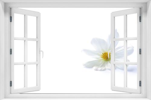 Fototapeta Naklejka Na Ścianę Okno 3D - white cosmos flower isolated
