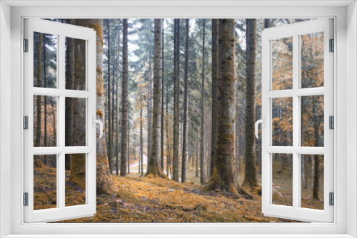 Fototapeta Naklejka Na Ścianę Okno 3D - Beautiful dreamy conifer forest. Color filter effect used.