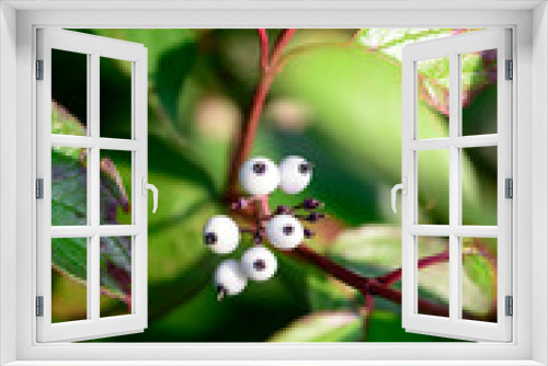 Fototapeta Naklejka Na Ścianę Okno 3D - Whiteberry on the green leafs
