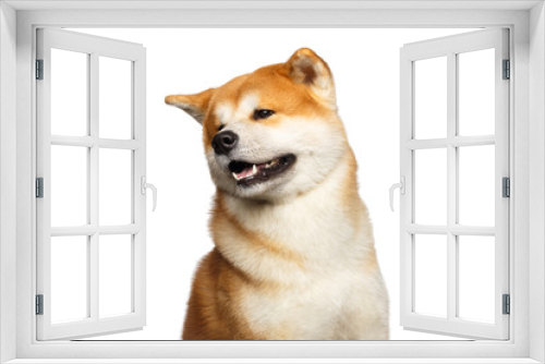 Fototapeta Naklejka Na Ścianę Okno 3D - Funny Portrait of Akita inu Japanese breed of Dog, Looks Cute on isolated white background, front view