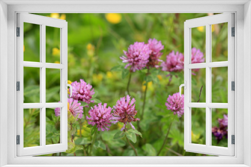 Fototapeta Naklejka Na Ścianę Okno 3D - Wiesen-Klee (Trifolium pratense), Rot-Klee