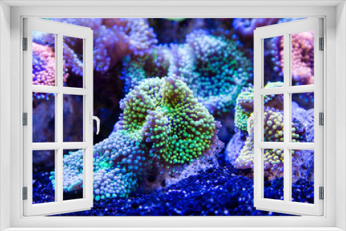 Fototapeta Naklejka Na Ścianę Okno 3D - Ricordea florida Coral