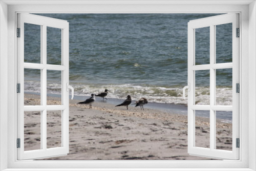 Fototapeta Naklejka Na Ścianę Okno 3D - seagulls at the beach having fun at florida keys