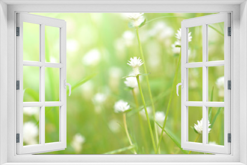 Fototapeta Naklejka Na Ścianę Okno 3D - white Grass flower on ground,nature background,macro background,select focus