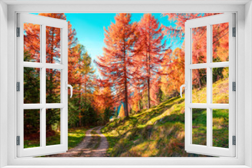 Fototapeta Naklejka Na Ścianę Okno 3D - Colorful morning view in larch forest