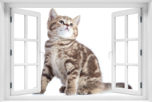 Fototapeta Naklejka Na Ścianę Okno 3D - Sitting young cat full length looking up isolated on white